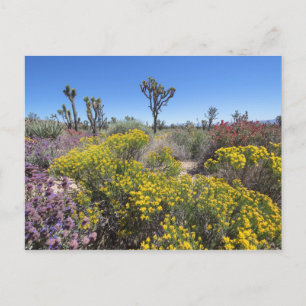 Joshua Tree Nationalpark in Bloom Postkarte