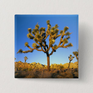 Joshua-Tree-Nationalpark, Kalifornien. USA. Button