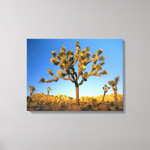 Joshua-Tree-Nationalpark, Kalifornien. USA. Leinwanddruck