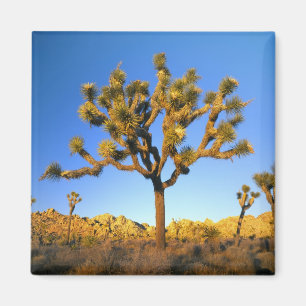 Joshua-Tree-Nationalpark, Kalifornien. USA. Magnet
