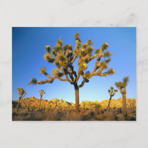 Joshua-Tree-Nationalpark, Kalifornien. USA. Postkarte