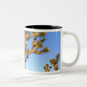 Joshua-Tree-Nationalpark, Kalifornien. USA. Zweifarbige Tasse