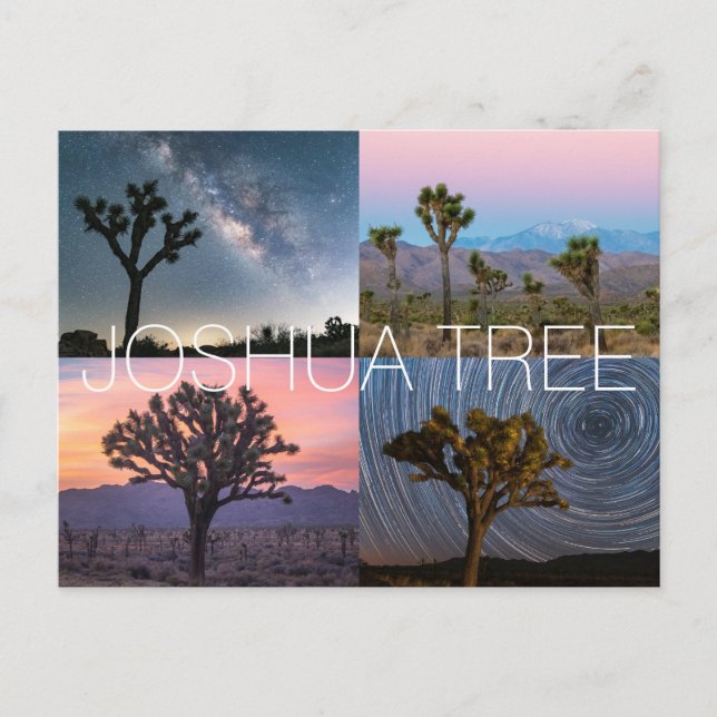 Joshua Tree Nationalpark Postcard Postkarte (Vorderseite)