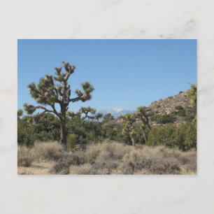 Joshua Tree Nationalpark Postkarte