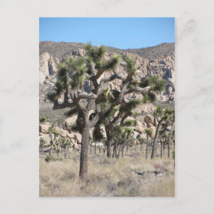 Joshua Tree Nationalpark Postkarte