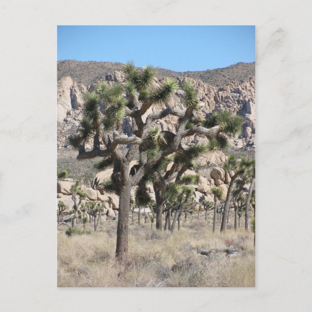 Joshua Tree Nationalpark Postkarte (Vorderseite)