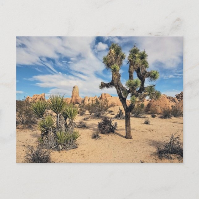 Joshua Tree Nationalpark Postkarte (Vorderseite)