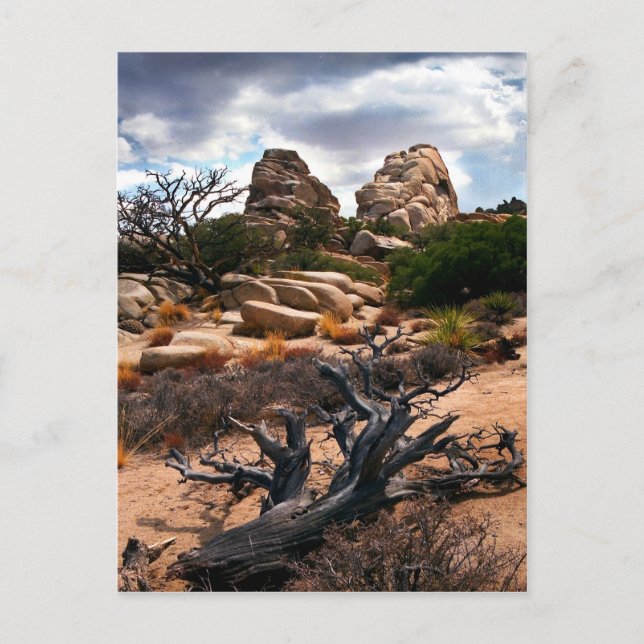 Joshua Tree Nationalpark Postkarte (Vorderseite)
