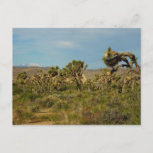 Joshua Tree Nationalpark Wüste Landschaft