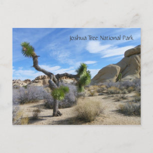 Joshua Tree Postcard! Postkarte