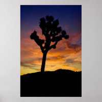 Joshua Tree