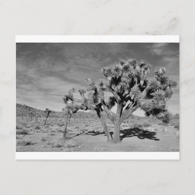 Joshua Tree (schwarz & weiß) Postkarte (Vorderseite)