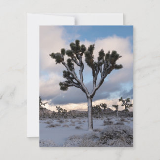 Joshua Tree Snowy Morning #2 Feiertagskarte