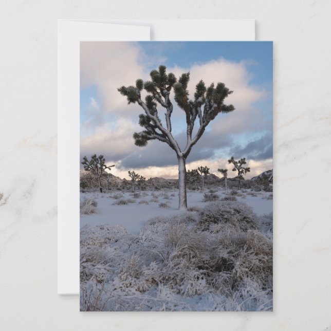 Joshua Tree Snowy Morning #2 Save The Date (Vorderseite)