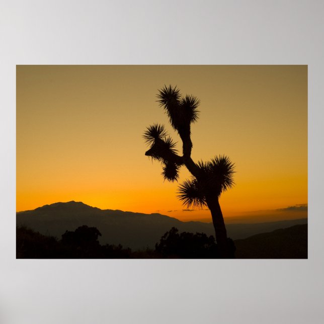 Joshua Tree Sunset Poster (Vorne)