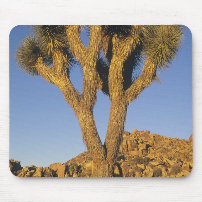 Joshua Tree, Yucca brevifolia) und Granit Mousepad (Vorne)