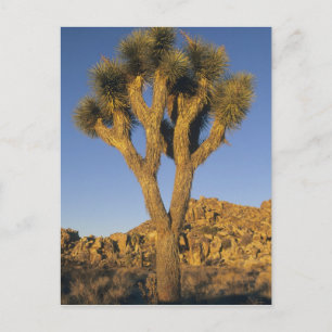 Joshua Tree, Yucca brevifolia) und Granit Postkarte