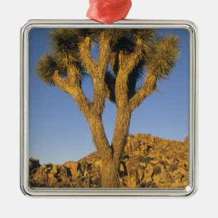 Joshua Tree, Yucca brevifolia) und Granit Silbernes Ornament