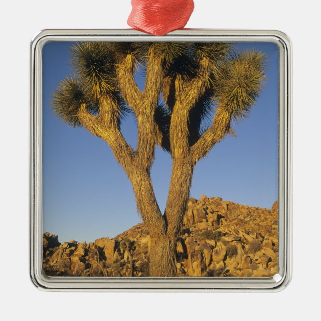 Joshua Tree, Yucca brevifolia) und Granit Silbernes Ornament (Vorne)