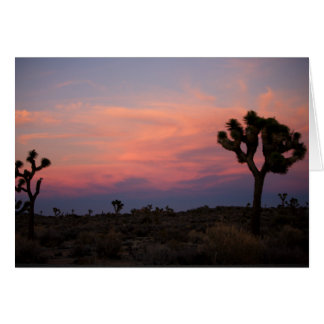 Joshua Trees bei Sunset