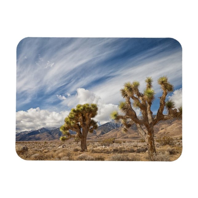 Joshua Trees in der Wüste Magnet (Horizontal)