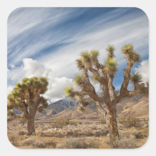 Joshua Trees in der Wüste Quadratischer Aufkleber