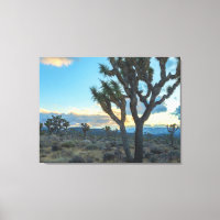 Joshua Trees Landschaft bei Sunset