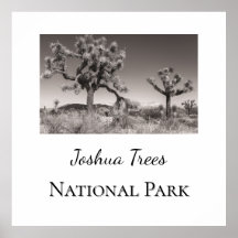 Joshua Trees Nationalpark