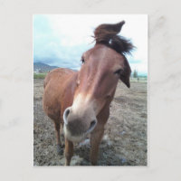 Josie, das lustige Maultier