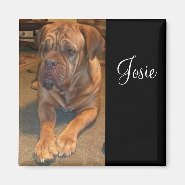 Josie das Mastif. Ändern Sie den Namen Ihres Masti Magnet (Vorne)