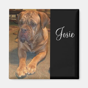 Josie das mastif. Ändern Sie zu Ihren Namens Magnet