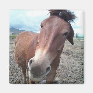 Josie the Mule Magnet