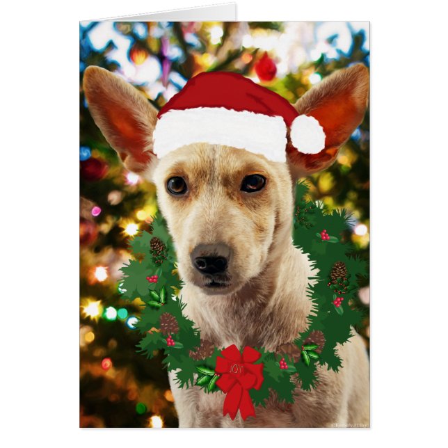 Joy to the Puppy (Vorne)