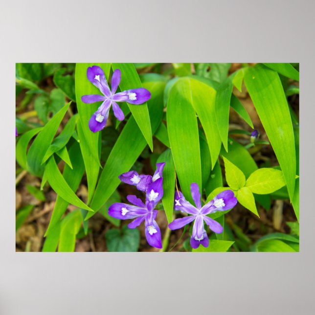 Joyce Kilmer-Slickrock Wilderness 2 Poster (Vorne)