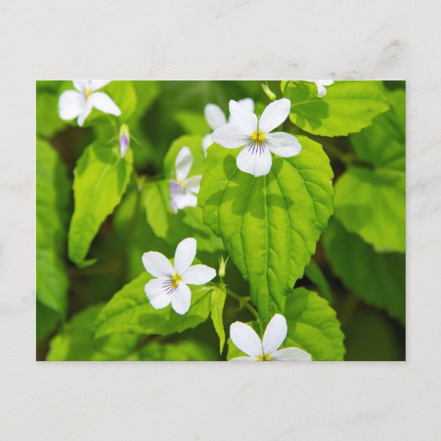 Joyce Kilmer-Slickrock Wilderness Postkarte (Vorderseite)