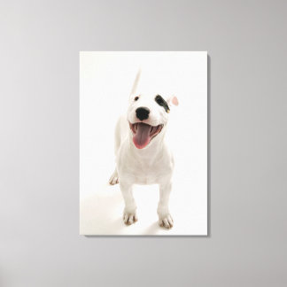 Joyful Bull Terrier Leinwanddruck