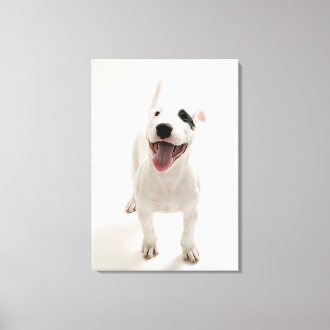 Joyful Bull Terrier Leinwanddruck (Vorderseite)