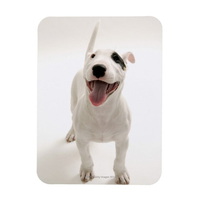 Joyful Bull Terrier Magnet (Vertikal)