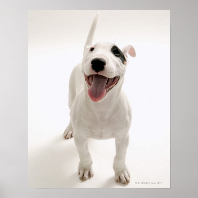 Joyful Bull Terrier Poster (Vorne)
