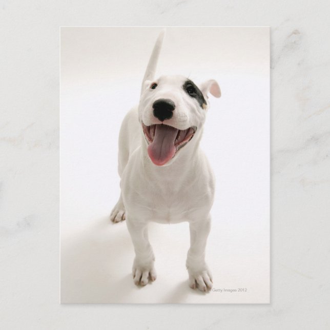 Joyful Bull Terrier Postkarte (Vorderseite)