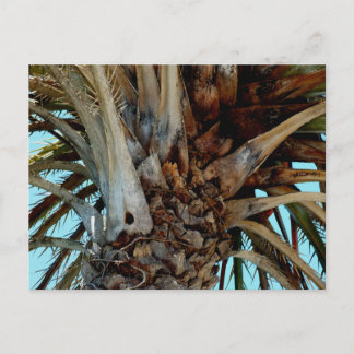 "Joyful Palm" Nah oben, Baumspitze mit blauem Himm Postkarte