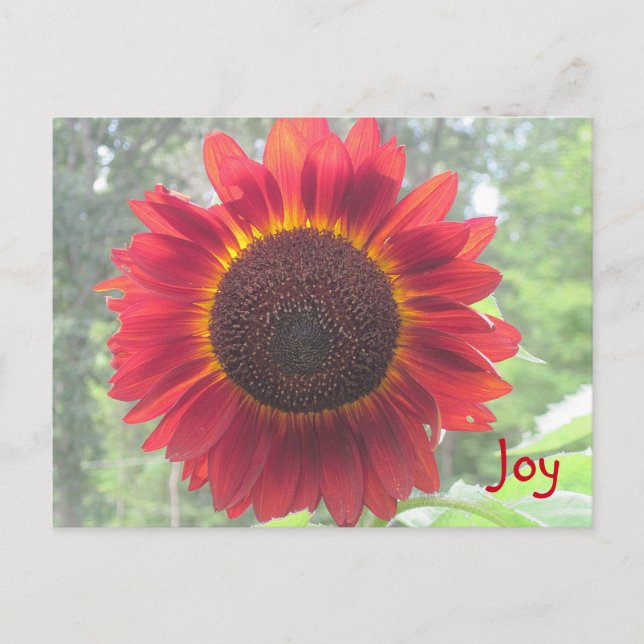 Joyful Rusty Red Sunflower Postkarte (Vorderseite)