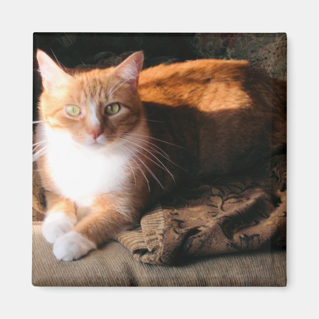 JT die Katze Magnet (Vorne)