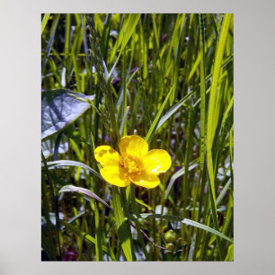 Jubeln Sie oben Butterblume-Plakat zu Poster