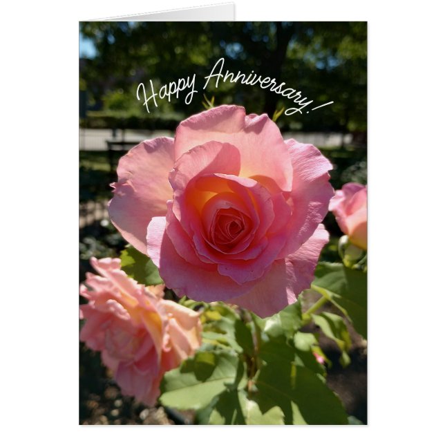 Jubiläumskarte für die strahlend rosa Tee-Rose (Vorne)