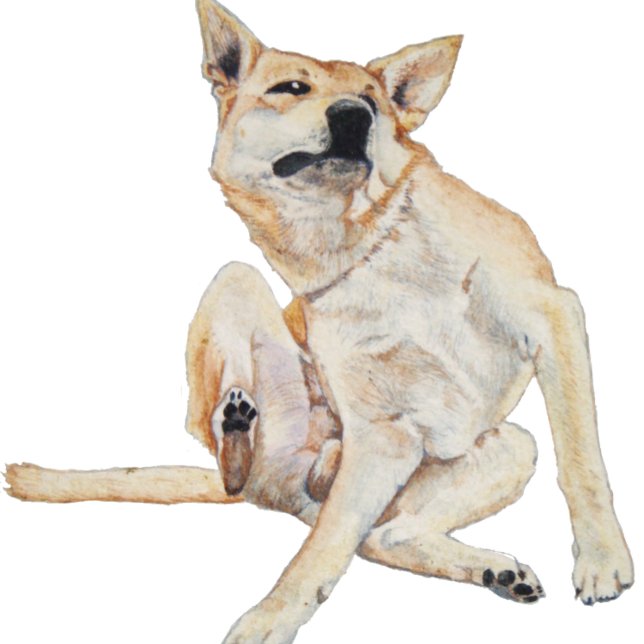 juckender Hund kratzt mit lustigem Slogan T-Shirt (Von Creator hochgeladen)