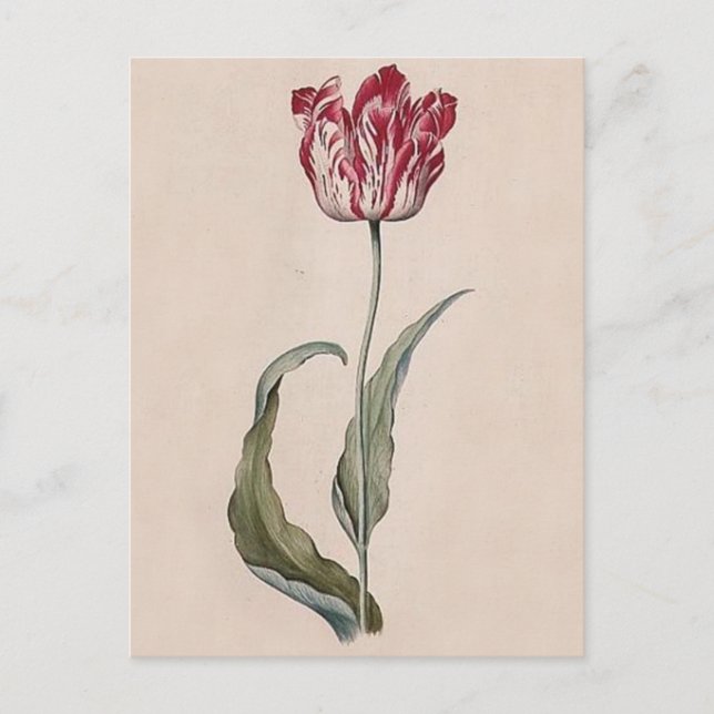 Judith Leyster Tulip Postcard Postkarte (Vorderseite)