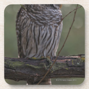 Jugendlich-abgehaltene Eule (Strix varia) 2 Getränkeuntersetzer