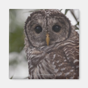 Jugendlich-abgehaltene Eule (Strix varia) Magnet