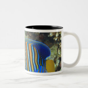 Jugendliche Königin-Doktorfische Pygoplites Zweifarbige Tasse